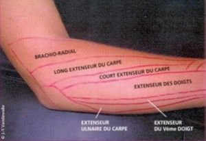 Separações (cloisons) intermusculares dos extensores do punho